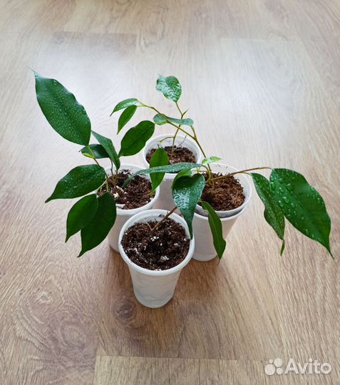 Детки Фикуса Бенджамина