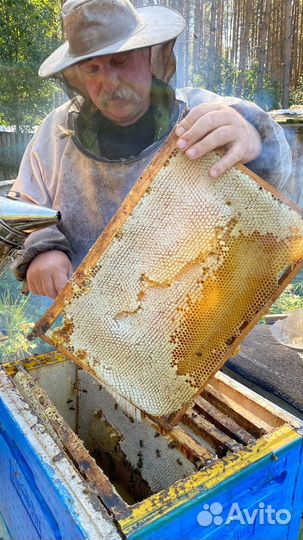 Матки пчёл, пчелопакеты