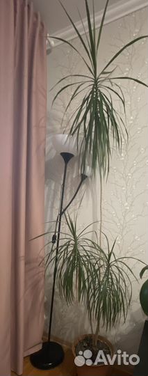 Комнатные цветы драцена