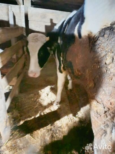 Телка голштинской породы