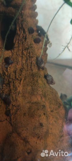 Аквариумные улитки Физа