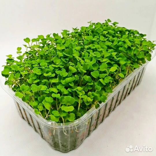 Микрозелень горох, капуста, горчица, люцерна