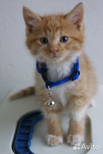 Котёнок смешной