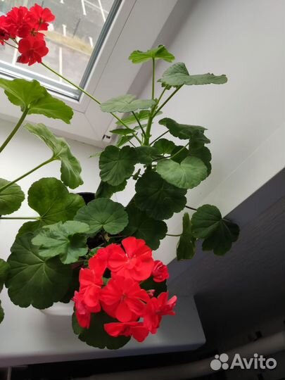 Продам цветы комнатные