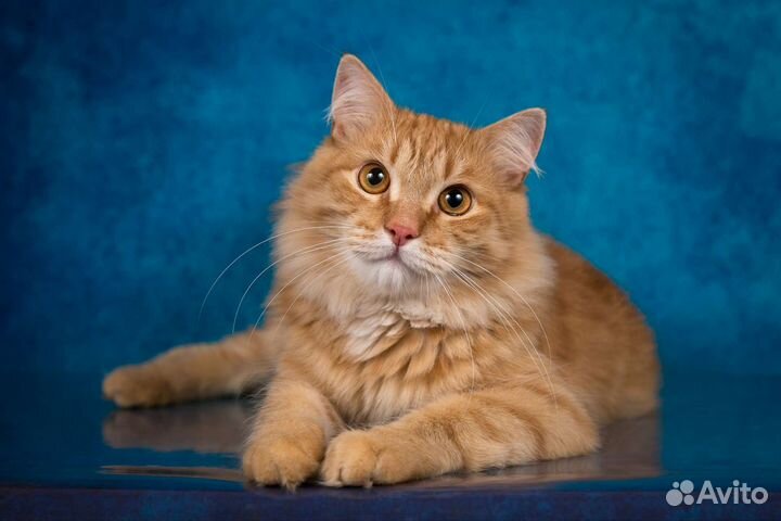 Рыжее солнышко, котик в добрые руки