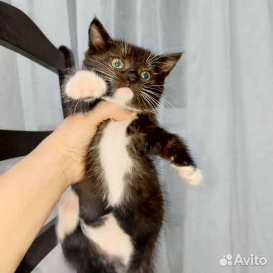 Котенок в дар