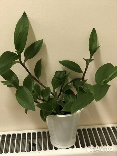 Традесканция зебрина