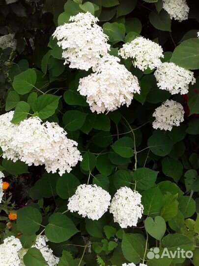 Продаю цветы, рассаду