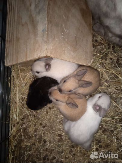 Карликовый кролик