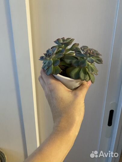 Кактусы и суккуленты, эхеверия