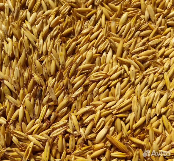 Пшеница, Ячмень, овес, горох, кукуруза, геркулес