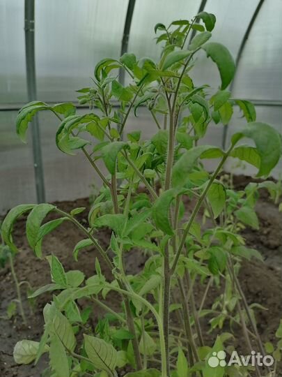 Рассада помидор