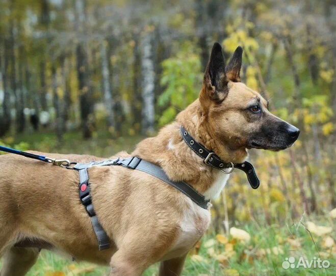 Собачка из приюта ищет дом