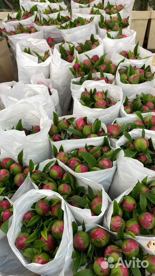 Пионы, заказать букет из пионов с доставкой