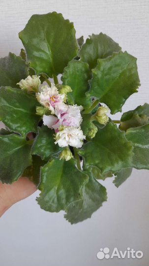 Фиалка, сининнгия, глоксиния