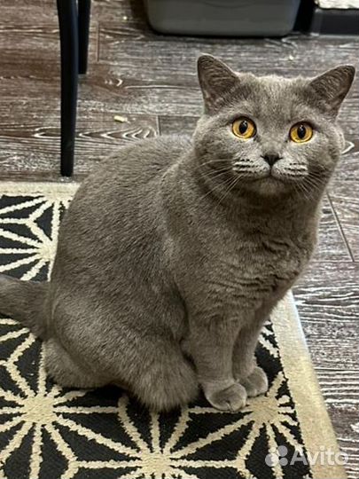 Британская кошка