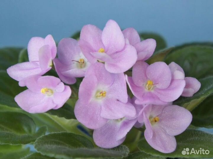 Фиалки сенполии сортовые