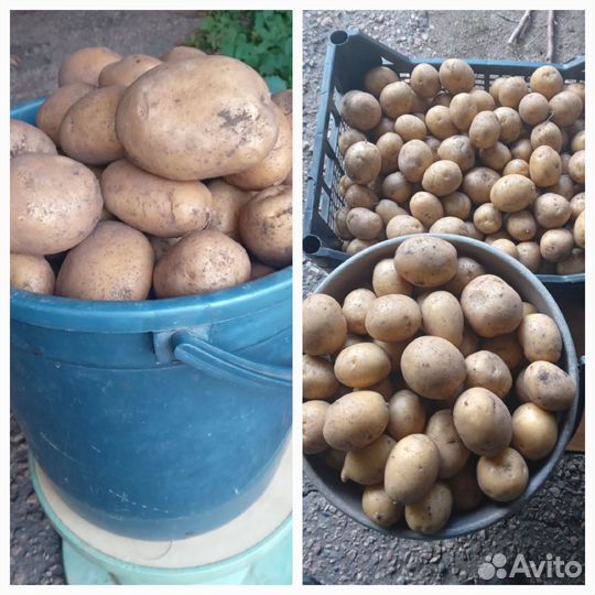 Картофель желтый вкусняй