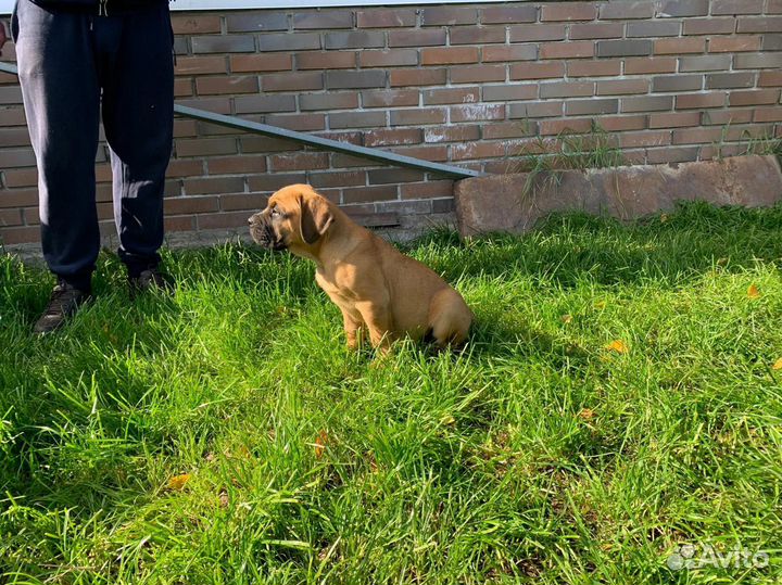 Южноафриканский бурбуль