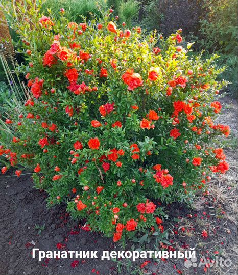 Садовые растения