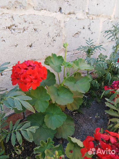 Комнатные цветы цветущие