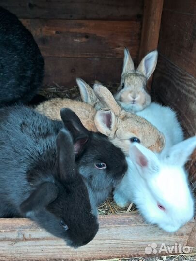 Крольчата
