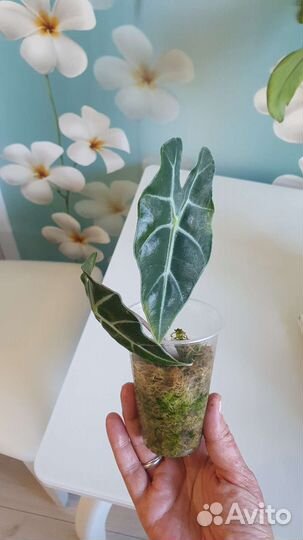 Алоказия Полли