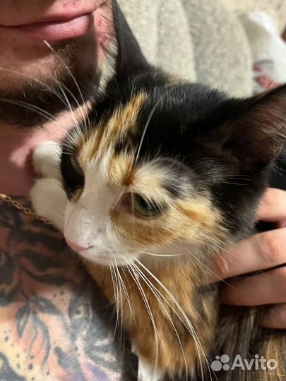 Кошечка Фрея в добрые руки