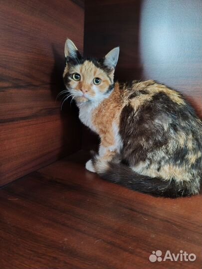 Кошечка домашняя трехцветная