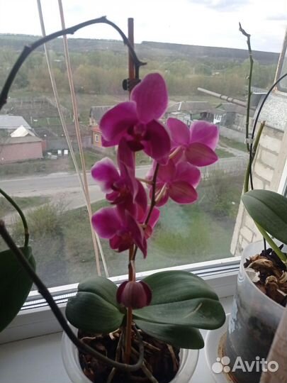 Комнатные цветы