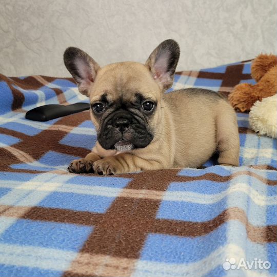 Французский бульдог девочки