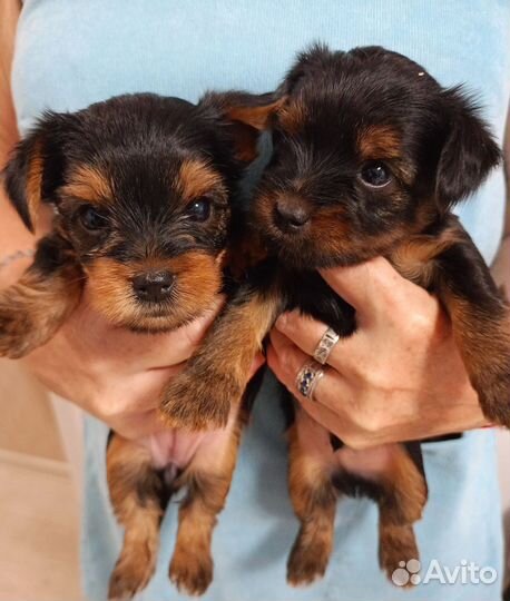 Йоркширский терьер щенки
