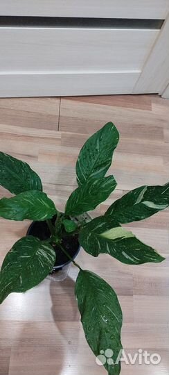 Спатифиллум,Фикус, мединилла
