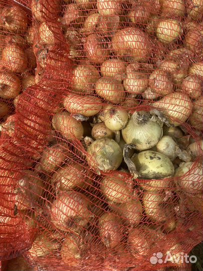 Лук на перо.Штутгарт