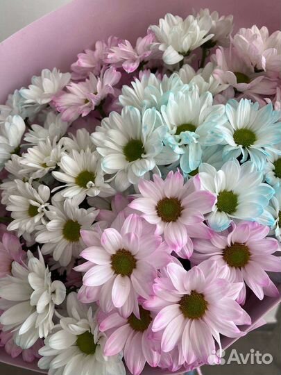 Ромашки. Хризантема ромашковидная