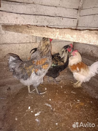 Молодые петушки
