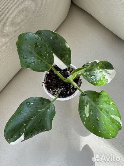 Филодендрон white Wizard