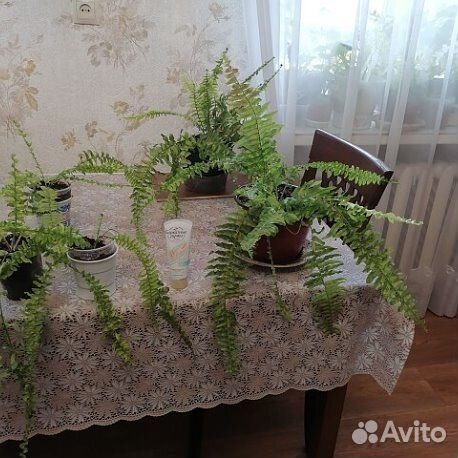 Папоротник Tiger Fern, ажурный миниатюрный