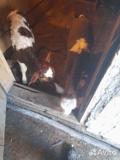 Телята телочки