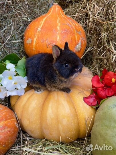 Мини кролики(Царские)