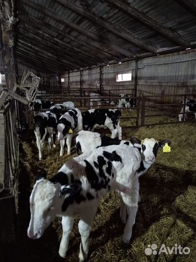 Бычки и телята