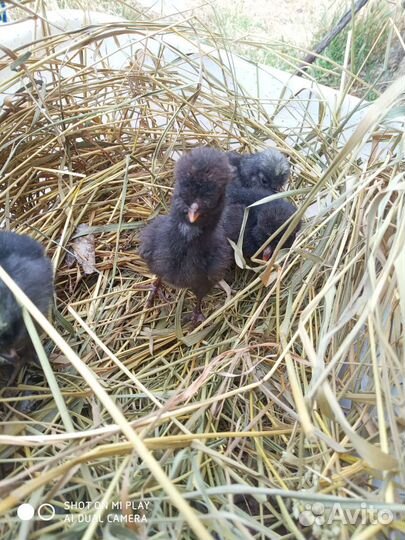 Цыплята брама домашние и падуаны