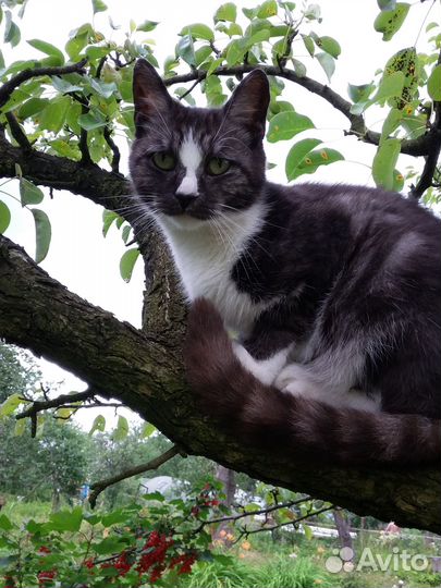 Отдам в добрые руки