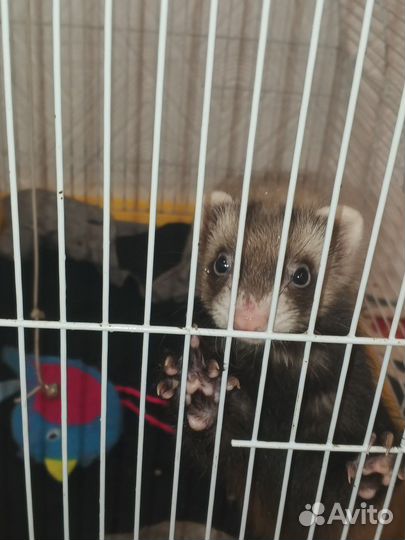 Домашний хорек