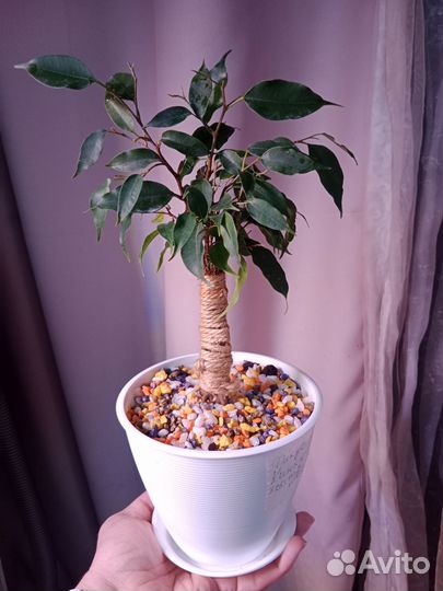 Фикус Кинки