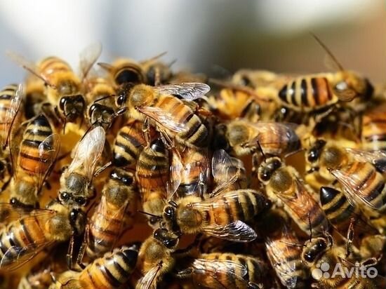 Рой пчел