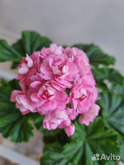 Пеларгония сортовая Anita