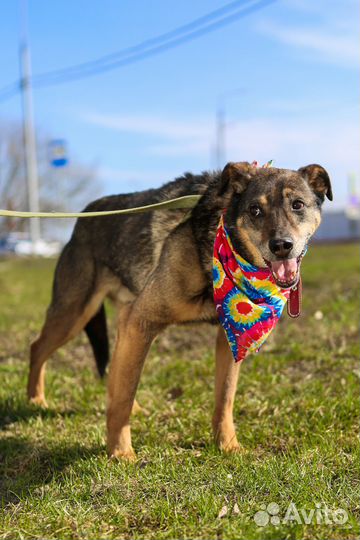 Старая собака Серхио в добрые руки