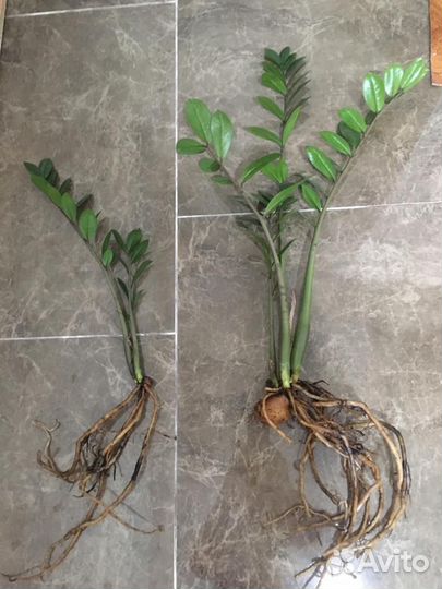 Комнатные растения цветы-замиокулькас