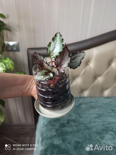 Бегония декоративная, Каланхоэ жёлтый, колеус